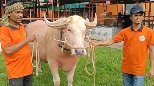 সাড়ে ৬ লাখে বিক্রি হলো বাজার কাঁপানো ‘নেতানিয়াহু’