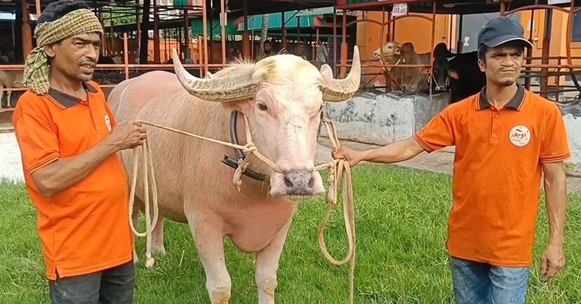 সাড়ে ৬ লাখে বিক্রি হলো বাজার কাঁপানো ‘নেতানিয়াহু’
